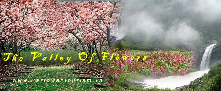 The Valley Of Flowers